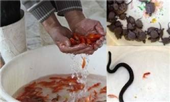 جریمه صید و فروش هر عدد لاک پشت و مار آبی ۲۰۰ هزار تومان است