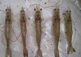  صادرات ۸۵ هزار تن آبزی به بازار روسیه در سال ۹۵ 