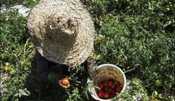 ۶۱ تعاونی روستایی در استان زنجان فعال است