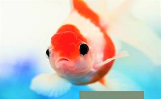 ماهی قرمز بخریم یا نخریم؟