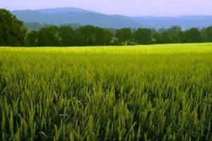 توصیه‌های ۵ روزه هواشناسی به کشاورزان