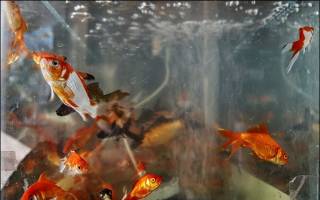 ۶ تن ماهی قرمز قاچاق در گالکیش کشف شد