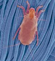 مراقب این «جانور» خطرناک در خانه‌تکانی باشید!