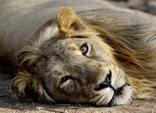 انتقال 31 شیر از سیرک به آفریقای جنوبی
