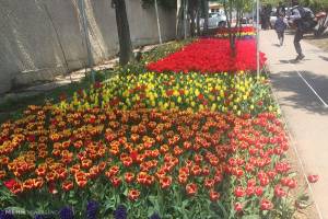 اجرای فرش گل بر بدنه بزرگراههای شمال تهران