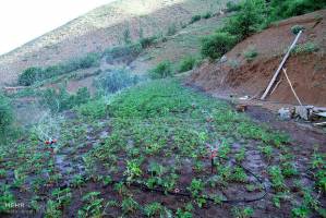 کشت محصولات گلخانه ای در ۲۷ هکتار اراضی استان زنجان
