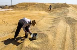 تکالیف بانک مرکزی و وزارت جهاد کشاورزی برای خرید گندم تولید داخل 