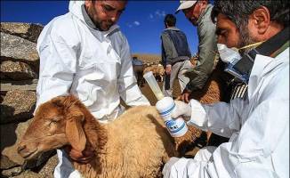 ۳۰۱ هزار راس دام در استان زنجان علیه بیماری تب برفکی واکسینه شدند