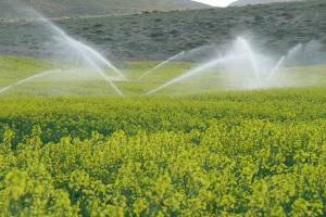 اجرای سیستم های نوین آبیاری در ۱۳۰۰ هکتار از اراضی کشاورزی قزوین