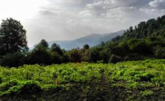 جنگل الیمستان؛ آشنایی بایکی از مقاصد تورهای طبیعت گردی ایران