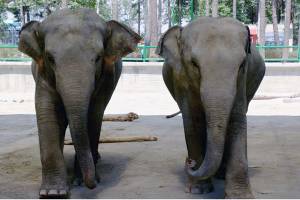 ساخت باغ وحش صفادشت ۳سال زمان می خواهد