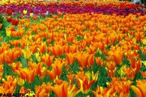 تور یک روزه باغ لاله های گچسر و شهرستانک