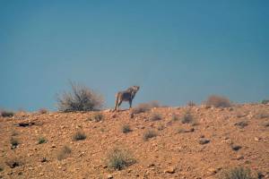 تصویر برداری از یوز ایرانی این بار توسط گردشگران خارجی