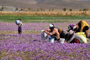 قیمت زعفران به ثبات رسید