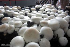 واحدهایی که مثل «قارچ» سبز می‌شوند؛وقتی عرضه وتقاضا همخوانی ندارد
