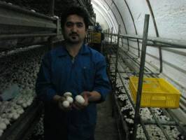 ارزآوری 3 دلاری هر کیلوگرم قارچ