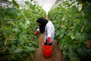 تقویت تشکل ها اولین گام در مسیر افزایش تولید گلخانه ای