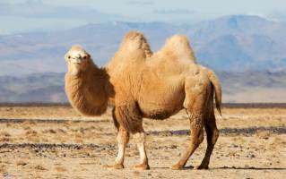 یک گونه بومی دیگردرخطرانقراض