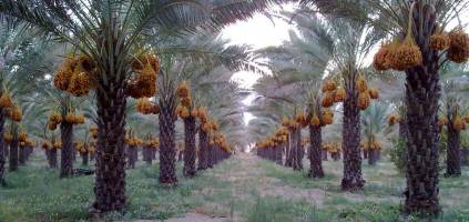  قلب اقتصاد ایران؛ دشتستان و تنگستان