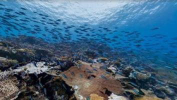 کمبود اکسیژن در اقیانوس‌ها، تهدید جدی برای آبزیان