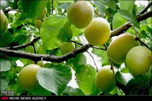 کاهش ۵۰ درصدی قیمت زردآلو تا خرداد