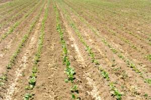 برداشت چغندر قند در سطح ۱۳۵ هکتار از اراضی ایلام آغاز شد