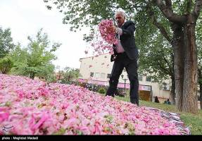 جشنواره ملی گل غلتان در کاشان برگزار شد