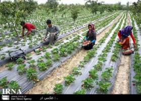هوای آفتابی ، آرزوی توت فرنگی كاران مازندران