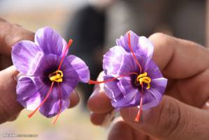 صادرات ۱۳۰ تن زعفران در سال۹۴