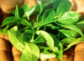 انتقاد لاهوتی از کاهش 8 درصدی نرخ خرید تضمینی چای