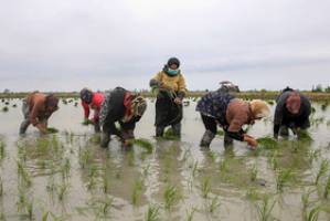 اعطای وام به کشاورزان و تعاونی‌های کشاورزی