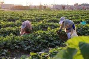 فاجعه زیست محیطی در مزارع کشاورزی تهران