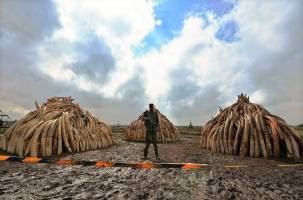 از خودتان خجالت بکشید،‌ اگر عاج دارید!