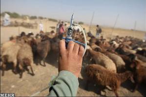واکسیناسیون دام های ۱۴۰ روستای اهر برای مقابله با بیماری تب برفکی