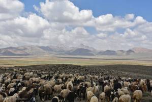 ساماندهی چرای دام در عرصه های طبیعی سرخه آغاز شد