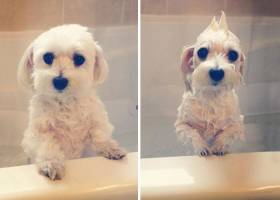 تصاویری بامزه از حیوانات پس از حمام کردن!