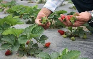 80 درصد توت فرنگی کشور در کردستان تولید می شود