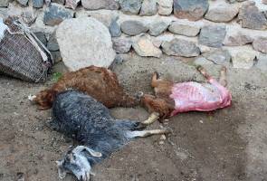 بیماری تب برفکی خطری برای انسان ندارد