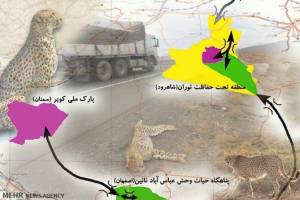 پایان کشتار یوزپلنگ یا آغاز چالشی جدید