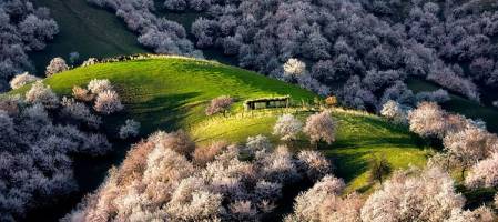دره ای مملو از شکوفه های زردآلو در چین