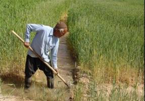 خرید تضمینی جو در ورامین آغاز شد