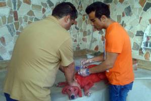 رواج سگ‌آزاری در گلستان