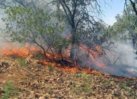 منشأ 70 درصد آتش سوزی جنگل ها  زاگرس است