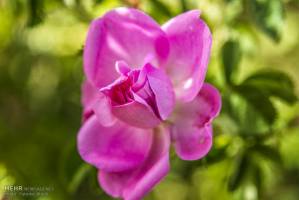 افزایش کشت گل‌محمدی به ۵۰ هزار هکتار