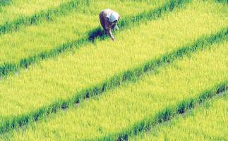 دلالان چگونه قیمت برنج را بالا نگه می‌دارند؟