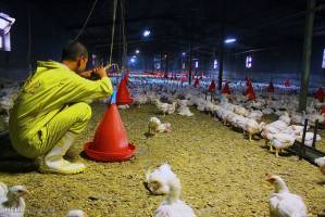 روزهای تیره صنعت مرغداری خراسان جنوبی