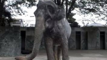 تنهاترین فیل جهان مرد