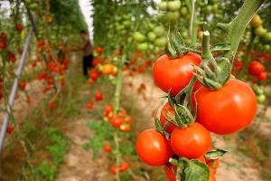 توسعه کشت گلخانه ای برای مقابله با کم آبی در ملارد دنبال می شود