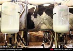 ۴۳ درصد شیر تولیدی در اردبیل صنعتی است