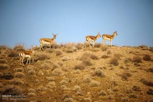 محدودیت تردد به پارک ملی لار